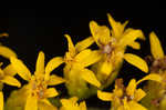 Wrinkleleaf goldenrod